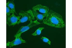 IF analysis of FOXI1 using anti-FOXI1 antibody (ABIN7599327). (FOXI1 anticorps  (AA 1-378))
