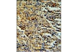 PHTNS Antibody (N-term) (ABIN653952 and ABIN2843174) IHC analysis in formalin fixed and paraffin embedded human spleen tissue followed by peroxidase conjugation of the secondary antibody and DAB staining.
