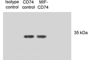 Western Blot analysis of Human N87 cell lysates showing detection of CD74 protein using Mouse Anti-CD74 Monoclonal Antibody, Clone PIN 1. (CD74 anticorps  (PE))