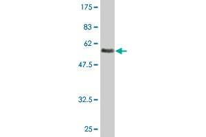 Western Blot detection against Immunogen (57.