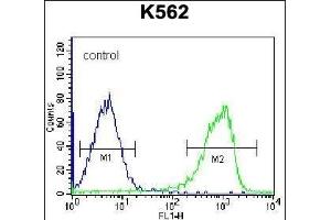 ZN Antibody (C-term) (ABIN656660 and ABIN2845901) flow cytometric analysis of K562 cells (right histogram) compared to a negative control cell (left histogram). (ZNF623 anticorps  (C-Term))
