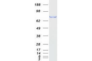 Validation with Western Blot