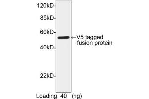 Image no. 1 for anti-V5 Epitope Tag antibody (ABIN294568) (V5 Epitope Tag anticorps)