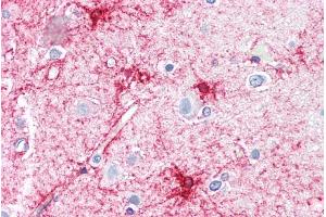 ABIN185111 (5µg/ml) staining of paraffin embedded Human Cortex.