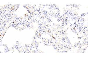 Detection of TPS in Canine Lung Tissue using Polyclonal Antibody to Tryptase (TPS)