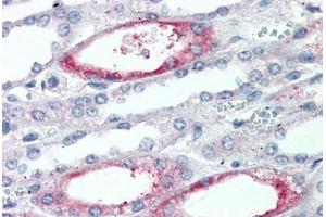 Anti-PIGR antibody  ABIN960798 IHC staining of human kidney. (PIGR anticorps  (Extracellular Domain))
