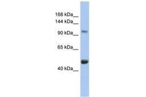 Image no. 1 for anti-Retinoblastoma-Like 1 (p107) (RBL1) (AA 143-192) antibody (ABIN6744383) (p107 anticorps  (AA 143-192))