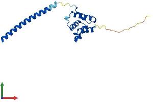 AlphaFold protein structure predicition of Mouse Recombinant Ldoc1 Protein, UniprotID Q7TPY9
