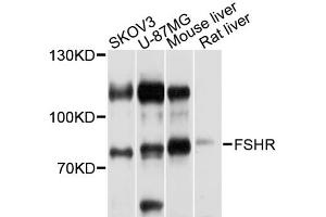 Western blot analysis of extracts of various cell lines, using FSHR antibody (ABIN1872742) at 1:1000 dilution. (FSHR anticorps)