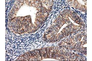 Image no. 10 for anti-Heme Oxygenase (Decycling) 2 (HMOX2) antibody (ABIN1498691) (HMOX2 anticorps)