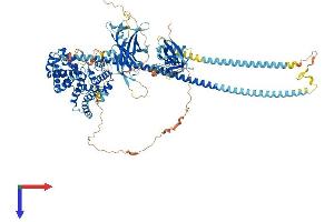 AlphaFold protein structure predicition of Human Recombinant RABGAP1 Protein, UniprotID Q9Y3P9