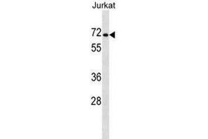 PRODH2 Antibody (Center) western blot analysis in Jurkat cell line lysates (35µg/lane). (PRODH2 anticorps  (Middle Region))