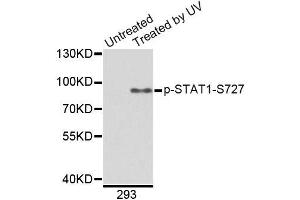 Western blot analysis of extracts from 293 cells, using Phospho-STAT1-S727 antibody (ABIN2988310). (STAT1 anticorps  (pSer727))