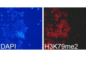 Immunofluorescence (IF) image for anti-Histone H3 (H3) (H3K79me2) antibody (ABIN1873007)