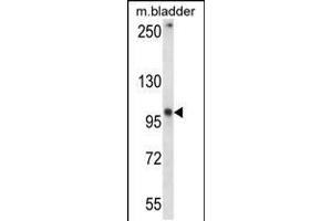 Western blot analysis in mouse bladder tissue lysates (35ug/lane). (GRID1 anticorps  (C-Term))