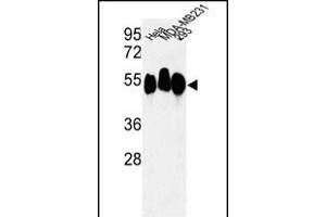 Western blot analysis of RBBP7 Antibody (N-term) (ABIN652773 and ABIN2842509) in Hela, MDA-M, 293 cell line lysates (35 μg/lane). (RBBP7 anticorps  (N-Term))