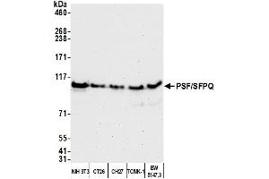 Western Blotting (WB) image for anti-Splicing Factor Proline/glutamine-Ric (SFPQ) (AA 225-275) antibody (ABIN7453761)
