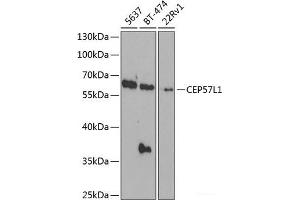 Western blot analysis of extracts of various cell lines using CEP57L1 Polyclonal Antibody at dilution of 1:1000. (CEP57L1 anticorps)