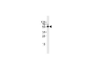 Western blot analysis in Raji cell line lysates (35ug/lane).