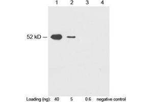 Western blot analysis of c-Myc fusion protein (MW~52KD) using 1 µg/mL Rabbit Anti-c-Myc-tag Polyclonal Antibody (ABIN398404) Lane 1-3: c-Myc fusion protein in HEK293 cell lysateLane 4: Negative HEK293 cell lysateSecondary antibody: Goat Anti-Rabbit IgG (H&L) [HRP] Polyclonal Antibody (ABIN398323, 1: 20,000) The signal was developed with LumiSensorTM HRP Substrate Kit (ABIN769939) (Myc Tag anticorps)