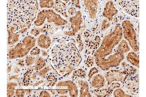 ABIN2561197 (4µg/ml) staining of paraffin embedded Human Kidney. (Liver Arginase anticorps  (C-Term))