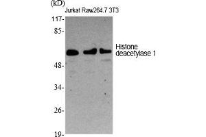 Western Blot analysis of various cells using Histone deacetylase 1 Polyclonal Antibody diluted at 1:1000. (HDAC1 anticorps  (AA 410-490))