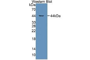 Western blot analysis of the recombinant protein. (GHRHR anticorps  (AA 23-130))