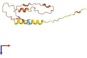 AlphaFold protein structure predicition of Human Recombinant DSCR4 Protein, UniprotID P56555