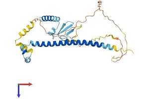AlphaFold protein structure predicition of Human Recombinant CDCA8 Protein, UniprotID Q53HL2