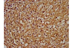 IHC image of ABIN7162973 diluted at 1:200 and staining in paraffin-embedded human adrenal gland tissue performed on a Leica BondTM system. (PEX13 anticorps  (AA 1-130))