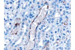 ABIN185544 (10µg/ml) staining of paraffin embedded human kidney.