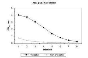 ELISA results of purified polyclonal anti-pS83 ASK-1 (aa 76-87) antibody tested against BSA conjugates of non-phospho and phospho forms of immunizing peptide.