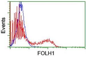 HEK293T cells transfected with either RC218310 overexpress plasmid (Red) or empty vector control plasmid (Blue) were immunostained by anti-FOLH1 antibody (ABIN2455699), and then analyzed by flow cytometry. (PSMA anticorps)