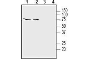 Western blot analysis of mouse brain lysate (lanes 1 and 3) and rat brain lysate (lanes 2 and 4): - 1,2. (SLC22A3 anticorps  (1st Extracellular Loop))