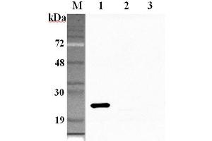 Western blot analysis using anti-GPX1 (human), pAb  at 1:2'000 dilution. (Glutathione Peroxidase 1 anticorps)