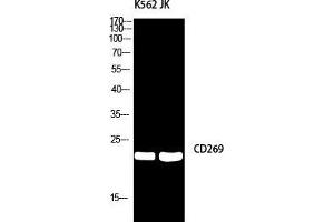 Western Blot (WB) analysis of K562/JK using CD269 antibody. (BCMA anticorps)
