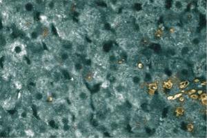 Immunohistochemical staining of a formalin-fixed rabbit liver section.