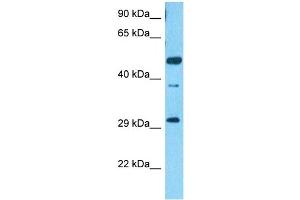 Host:  Rabbit  Target Name:  SCRT2  Sample Type:  HCT116 Whole Cell lysates  Antibody Dilution:  1. (SCRT2 anticorps  (N-Term))