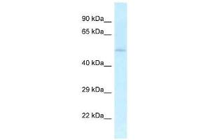 Western Blot showing Uhmk1 antibody used at a concentration of 1. (UHMK1 anticorps  (C-Term))