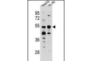 TEKT5 Antibody (Center) (ABIN655470 and ABIN2844996) western blot analysis in HepG2,HL-60 cell line lysates (35 μg/lane).