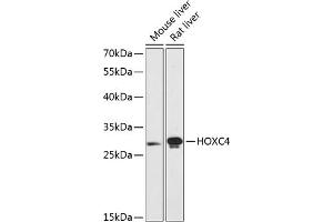 Western blot analysis of extracts of various cell lines, using HOXC4 antibody  at 1:3000 dilution. (HOXC4 anticorps  (AA 30-130))