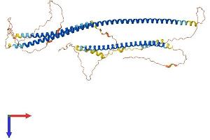 AlphaFold protein structure predicition of Mouse Recombinant Iffo1 Protein, UniprotID Q8BXL9