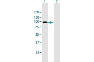 Western Blot analysis of PCDH21 expression in transfected 293T cell line by PCDH21 MaxPab polyclonal antibody. (PCDH21 anticorps  (AA 1-745))