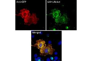 Immunofluorescence (IF) image for anti-Green Fluorescent Protein (GFP) antibody (ABIN7273023)