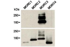 Western Blotting (WB) image for anti-MORC Family CW-Type Zinc Finger 3 (MORC3) antibody (ABIN1449250)