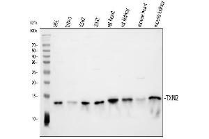 anti-Thioredoxin 2 (TXN2) (AA 60-166) antibody