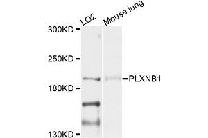 Western blot analysis of extracts of various cell lines, using PLXNB1 antibody (ABIN4904796) at 1:1000 dilution. (PLXNB1 anticorps)