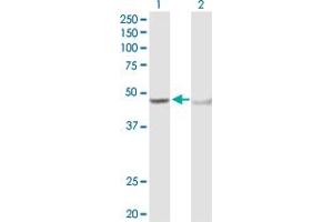 Western Blot analysis of ADH5 expression in transfected 293T cell line by ADH5 MaxPab polyclonal antibody.
