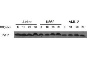 Image no. 5 for anti-ISG15 Ubiquitin-Like Modifier (ISG15) (AA 39-68), (N-Term) antibody (ABIN356679) (ISG15 anticorps  (N-Term))