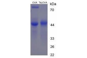 Image no. 2 for Thyroxine T4 (T4) protein (Ovalbumin) (ABIN1880172) (Thyroxine T4 Protein (T4) (Ovalbumin))